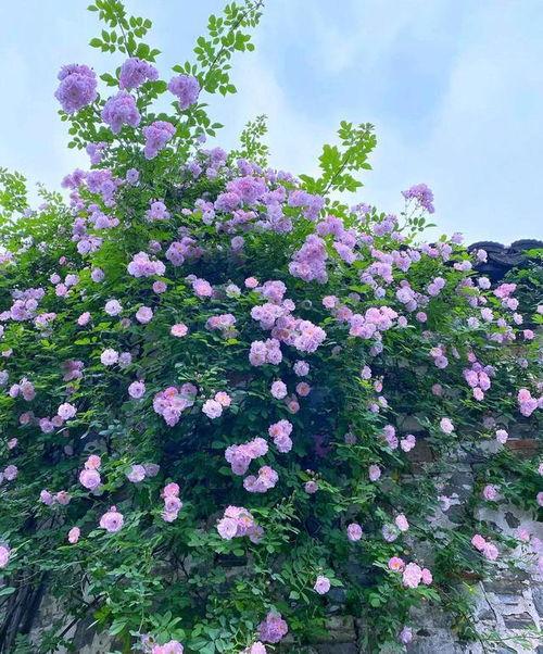 后宅蔷薇花开久,岁月静好，传承久远